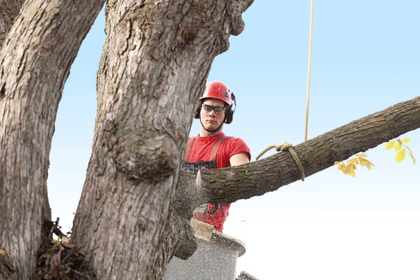 Best Tree Risk Assessment  in Lyons, CO